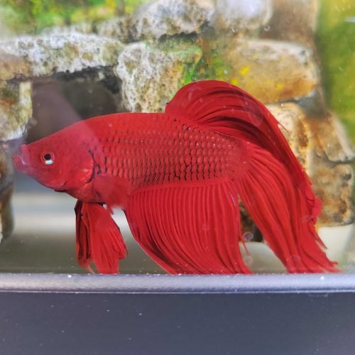 anscarino poisson 42 perpignan